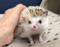 ハリネズミ（国産ベビー：スニップ♂ ）の画像7