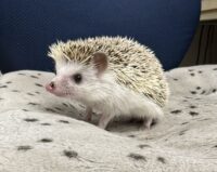 ハリネズミ（国産ベビー：スニップ♂ ）の画像4