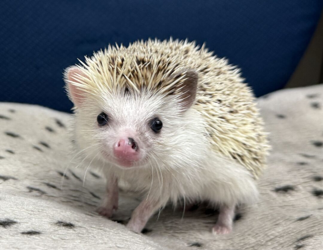 ハリネズミ（国産ベビー：スニップ♂ ）のメイン画像