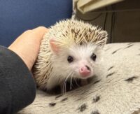 ハリネズミ（国産ベビー：スニップ♂ ）の画像1