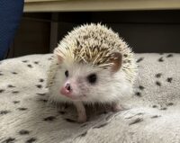 ハリネズミ（国産ベビー：スニップ♂ ）の画像3