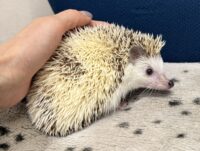 ハリネズミ（国産ベビー：パイド♂ ）の画像8