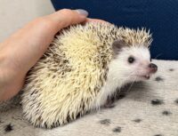 ハリネズミ（国産ベビー：パイド♂ ）の画像9