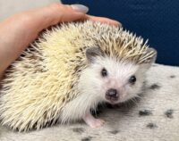 ハリネズミ（国産ベビー：パイド♂ ）の画像6