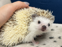 ハリネズミ（国産ベビー：パイド♂ ）の画像1