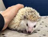 ハリネズミ（国産ベビー：パイド♂ ）の画像7