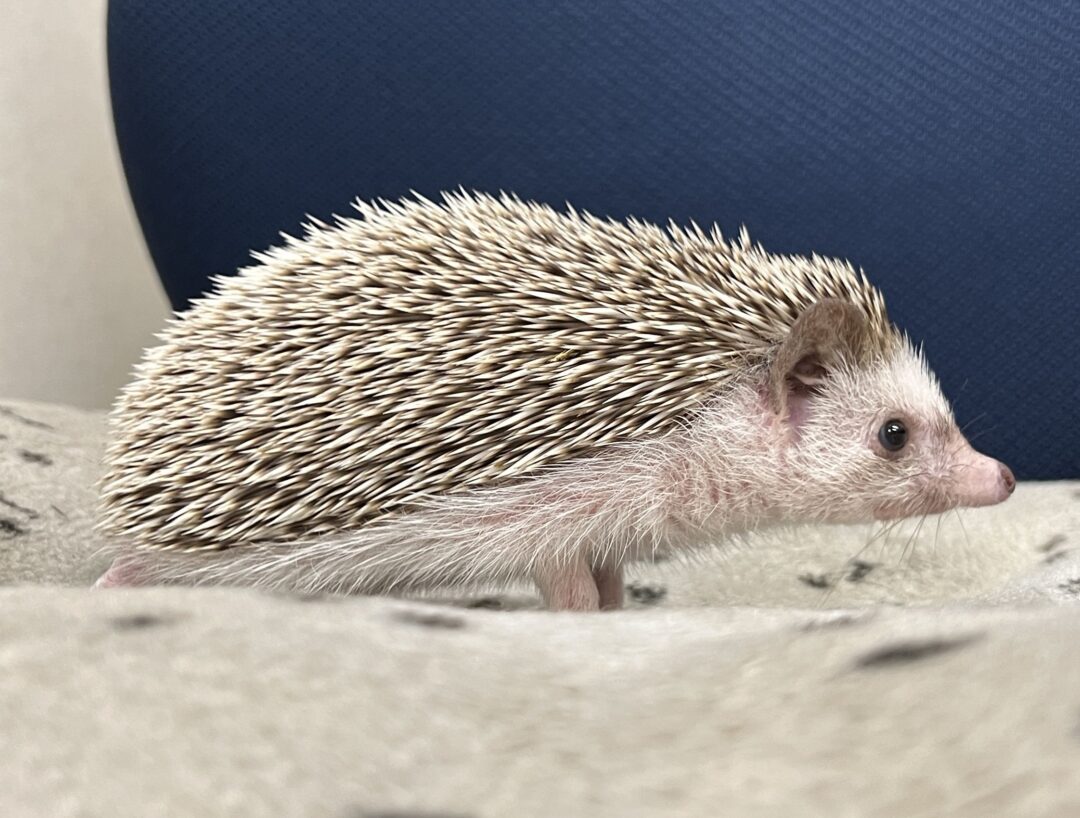 ハリネズミ ハリネズミ（横向き）｜デコレーション｜株式会社 東洋石創