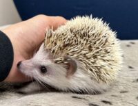 ハリネズミ（国産ベビー：パイド♂ ）の画像2