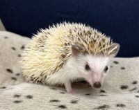 ハリネズミ（国産ベビー：パイド♂ ）の画像4