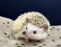 ハリネズミ（国産ベビー：パイド♂ ）の画像3