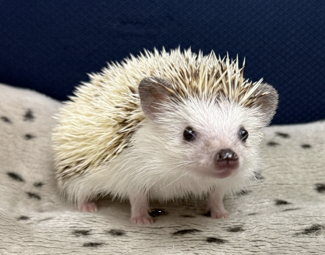 ハリネズミ（国産ベビー：パイド♂ ）のメイン画像
