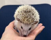 ハリネズミ（国産ベビー：パイド♂ ）の画像5