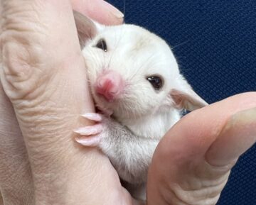 モモンガサマーセールを開催中！！の画像