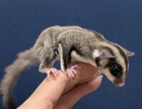 フクロモモンガの画像9