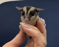 フクロモモンガの画像6