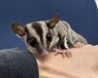 フクロモモンガの画像2