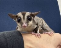 フクロモモンガの画像1