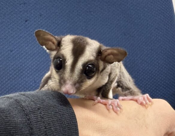 フクロモモンガのメイン画像