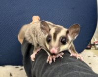 フクロモモンガの画像8