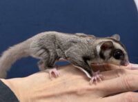 フクロモモンガの画像4