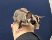 フクロモモンガの画像7