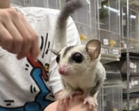 フクロモモンガの画像2