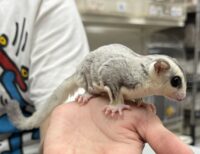 フクロモモンガの画像3