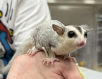 フクロモモンガの画像5