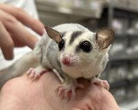 フクロモモンガの画像6