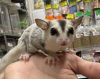 フクロモモンガの画像7