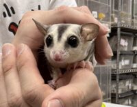 フクロモモンガの画像1