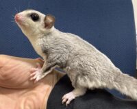 フクロモモンガの画像11