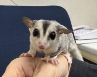 フクロモモンガの画像12