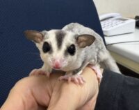 フクロモモンガの画像3