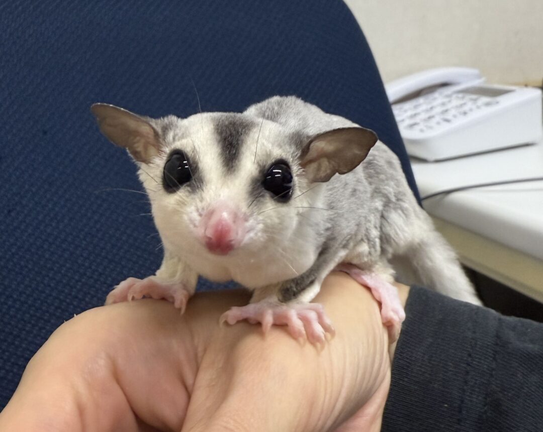 フクロモモンガのメイン画像