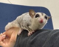 フクロモモンガの画像8