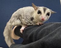 フクロモモンガの画像4