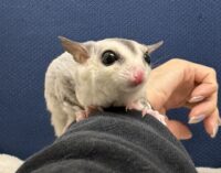 フクロモモンガの画像8