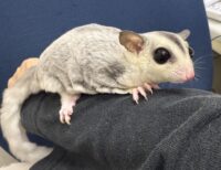 フクロモモンガの画像9