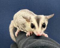 フクロモモンガの画像10