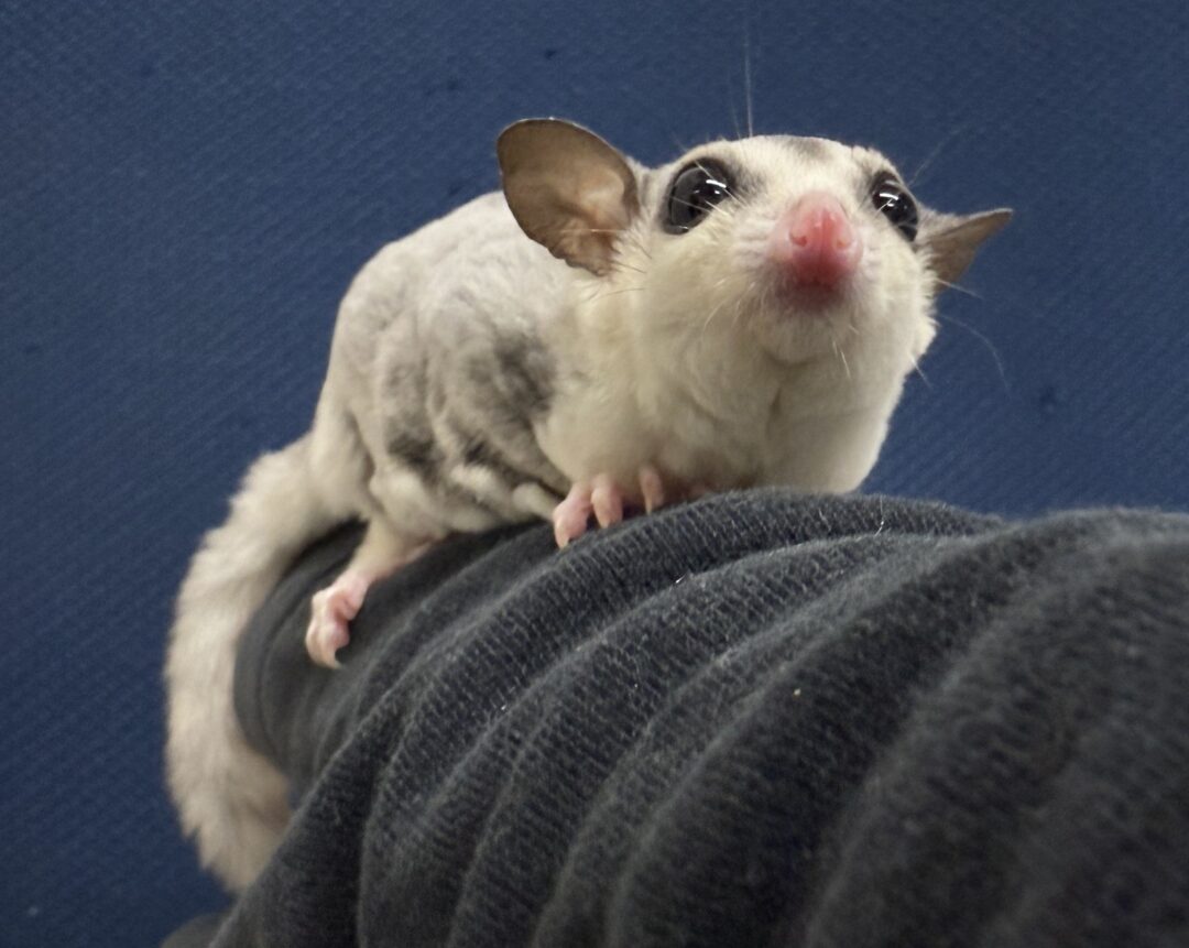 フクロモモンガのメイン画像