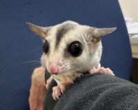 フクロモモンガの画像11