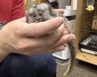 超レア！国産コモンマーモセットのベビーの画像5