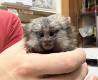 超レア！国産コモンマーモセットのベビーの画像1