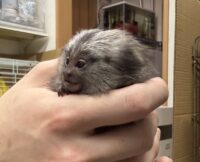 超レア！国産コモンマーモセットのベビーの画像6