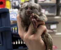 超レア！国産コモンマーモセットのベビーの画像7