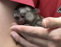 超レア！国産コモンマーモセットのベビーの画像1
