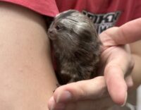 超レア！国産コモンマーモセットのベビーの画像4