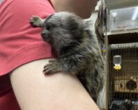 超レア！国産コモンマーモセットのベビーの画像8