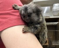 超レア！国産コモンマーモセットのベビーの画像3